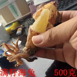 新晒海兔干货笔管鱼500g海鲜笔管蛸水产干货小鱿鱼乌蛸墨鱼干包邮