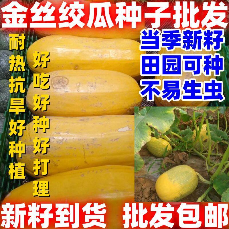 当季新籽金丝搅瓜种子神奇天然粉丝好吃种子特色绞瓜南瓜批发包邮