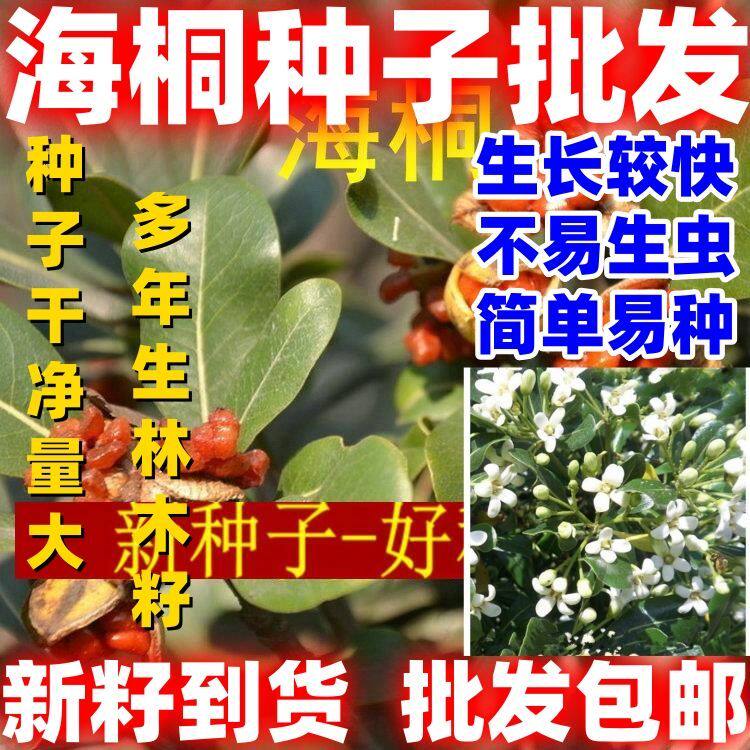 耐热抗旱海桐种子球四季常青气味芳香庭院围墙篱笆籽海桐花树籽