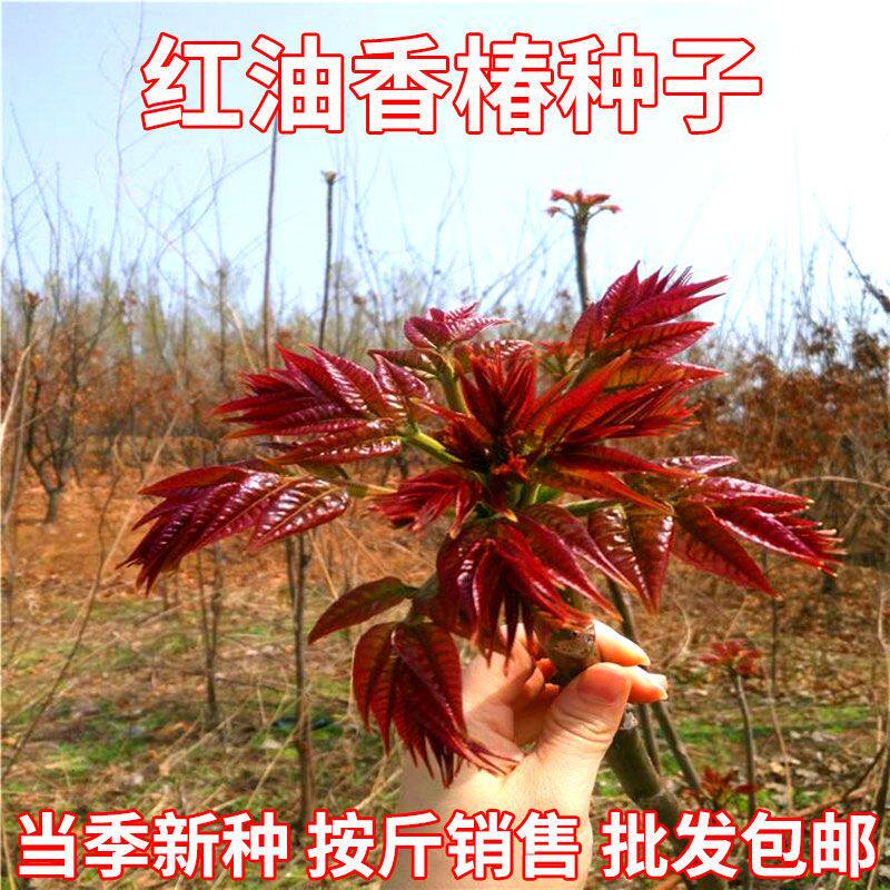 红油香椿种子批发香椿籽四季易种速生香椿可食用芽苗菜香椿树种子
