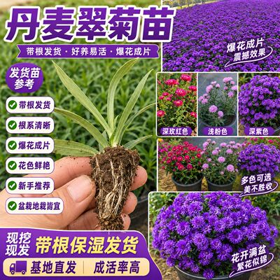 优质丹麦翠菊种苗根系健壮成活率高露台花坛布景优选花卉苗