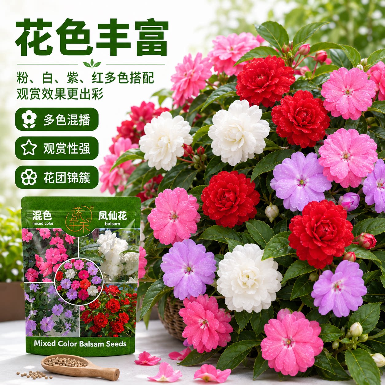 混色凤仙花种子四季开花易活花籽多色混播观赏性强适合新手