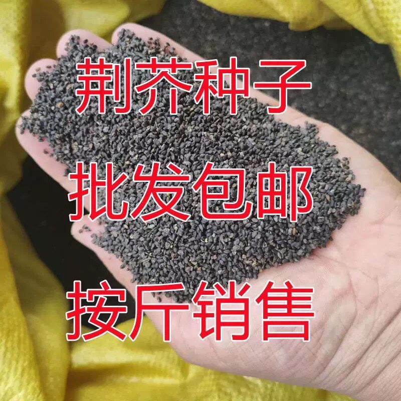 老品种大叶荆芥种子包邮按斤销售河南特产荆芥蔬菜种籽庭院阳台