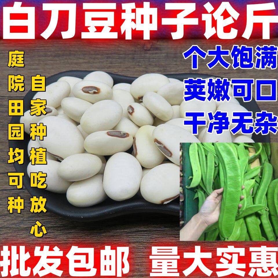 四季农家庭院田园大扁豆种子白刀豆种籽蔬菜种子矮生白刀豆种子