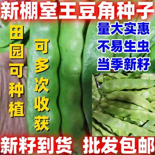 好吃新棚室王豆角种子好吃种子新棚室王豆角种子耐热抗旱结荚较多