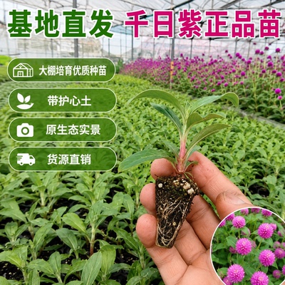 千日紫多年生紫色花卉种子易活