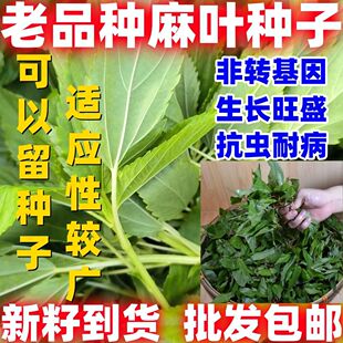 老品种麻叶种子叶用青白麻叶特产正宗凉拌红麻叶红麻菜种子