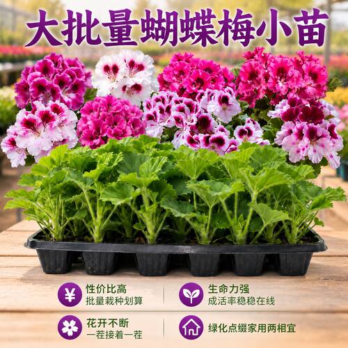 四季开花蝴蝶梅苗重瓣大花带土发货耐寒耐热好养活阳台庭院盆栽