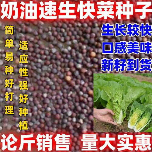 小白菜种籽论斤卖庭院蔬菜种籽奶油速生快菜种子奶油速生快菜种籽