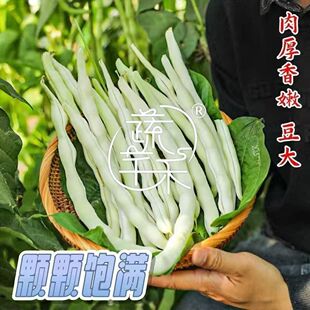 油豆角秧苗穴盘育苗基地直发品种对版根系健壮易存活品质优良靠谱