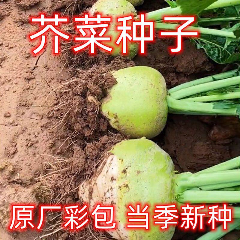 芥菜种子北方家种酸菜芥菜疙瘩种子批发高产辣菜咸菜东北蔬菜种子