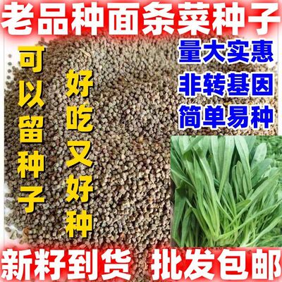 老品种面条菜种子四季播春秋露地秋冬季保健蔬菜野菜籽耐热抗旱