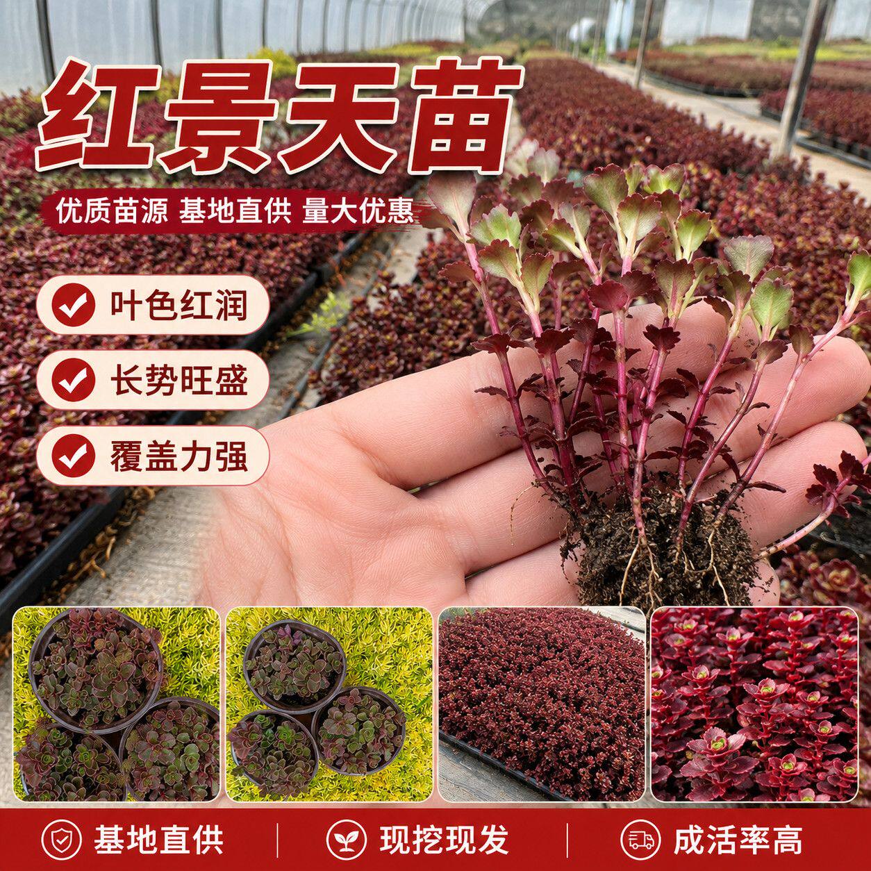 丛生红景天秧苗适应性广易养护户外成片栽种自然景观花草苗