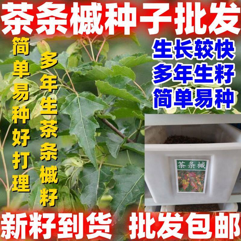茶条槭树种子林木种籽四季多年生景观绿化工程观叶种孑适应性广