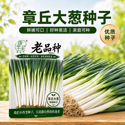 老品种章丘大葱种子非转基因可留种章丘大葱种籽蔬菜种子春秋种植