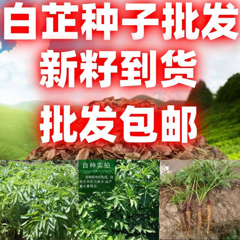 白芷种籽白芷种子中药材种子白芷子批发包邮论斤卖庭院田园种植