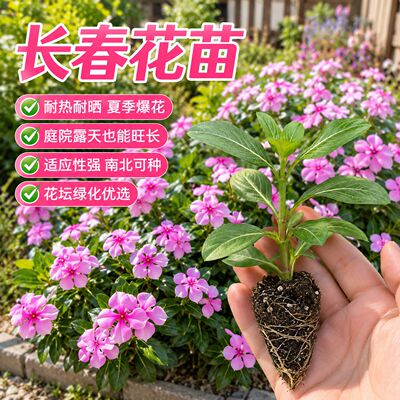 多年生长春花苗长势旺花量大农家现挖直发庭院种植花苗