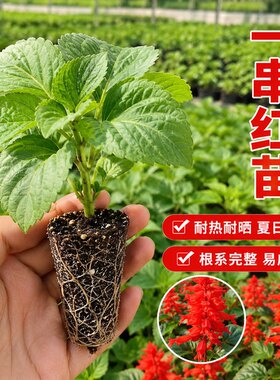 一串红花苗景观绿化适应性强