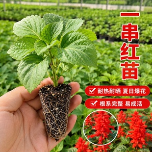 一串红花苗穴盘苗花苗花穗茂盛适应性强公园小区景观绿化