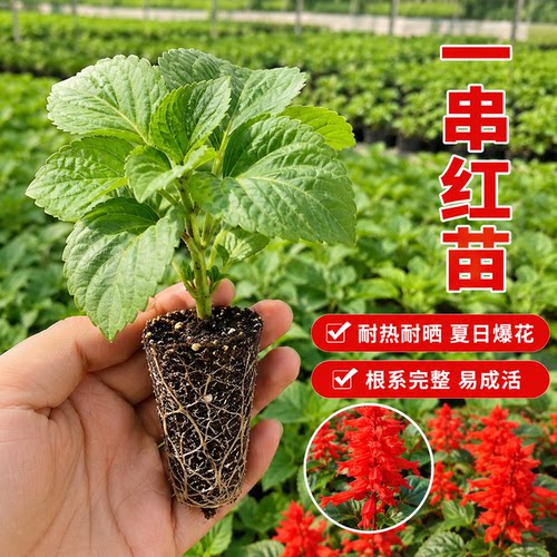 一串红花苗景观绿化适应性强