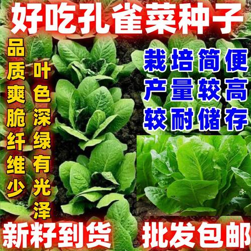 孔雀菜种子速生脆甜营养四季阳台蔬菜种子春季正品生吃沙拉菜种子