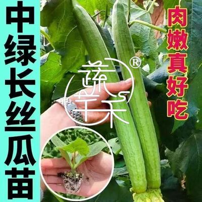 正宗鲜花丝瓜种苗穴盘培育基地直供苗齐苗壮对版保真栽种成活率高