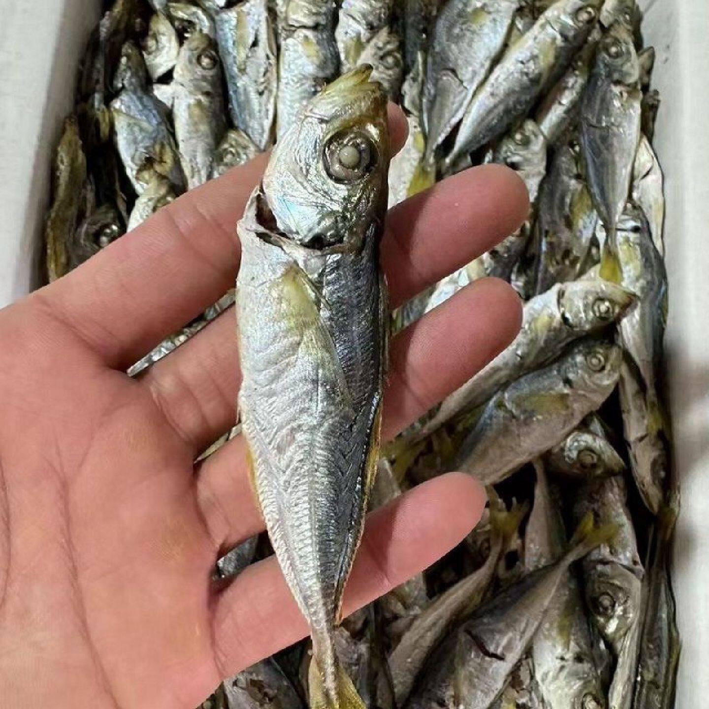 汕尾本港淡晒巴浪鱼干250g无盐下饭新鲜海鲜鱼海产干货即食巴浪脯
