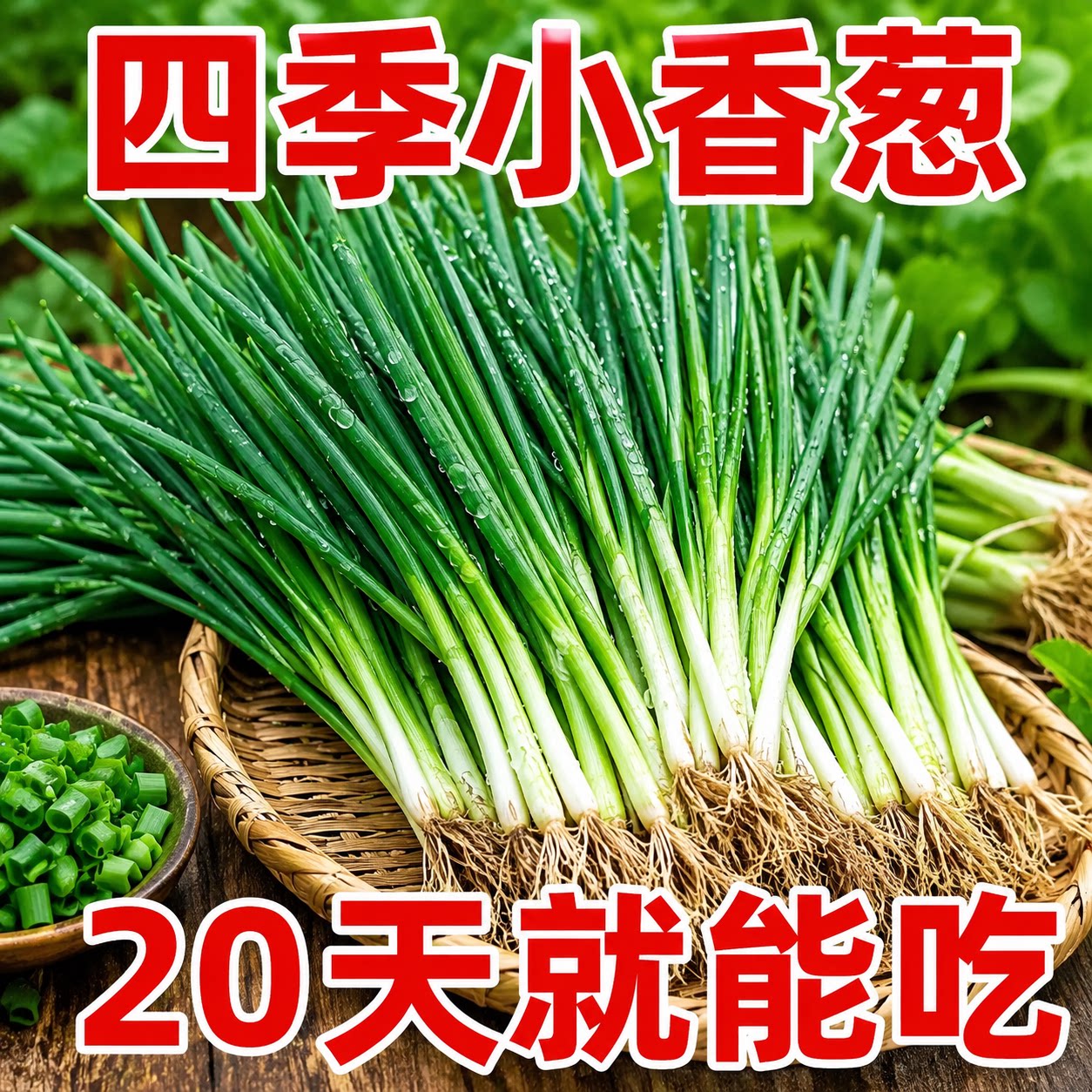 四季阳台耐寒小香葱种子