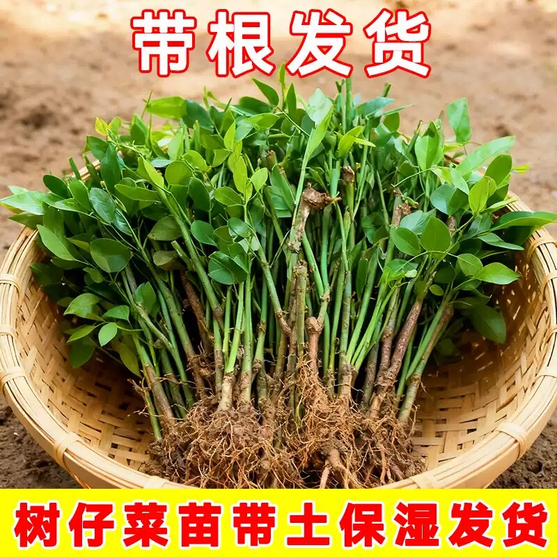 新鲜树仔菜盆栽苗潮汕海南野菜