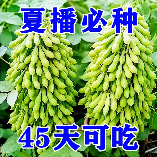 大粒九月鲜晚熟毛豆种子高产
