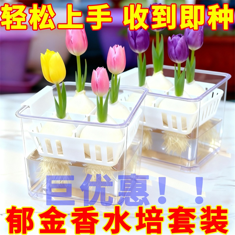 荷兰进口郁金香种球水培花卉植物室内外四季好养活土培郁金香种子