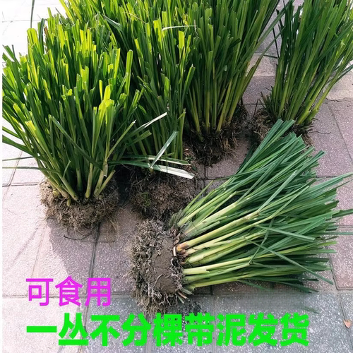 新鲜香茅柠檬草种苗包邮