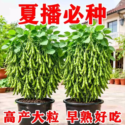 早熟30天高产大粒毛豆种子