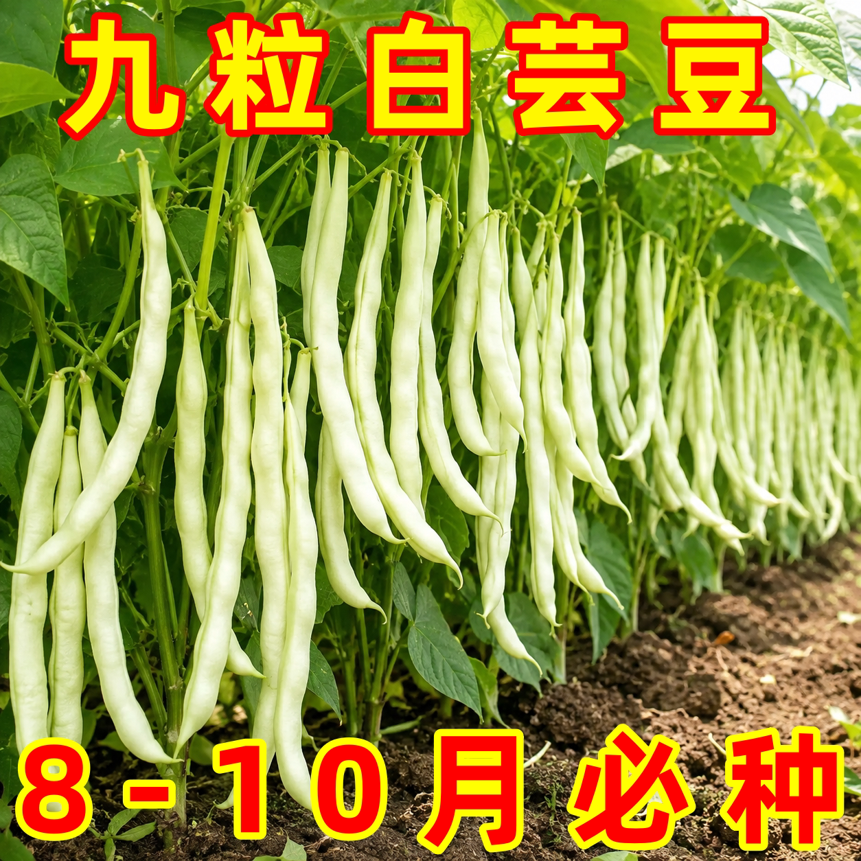 早熟高产九粒白芸豆种子