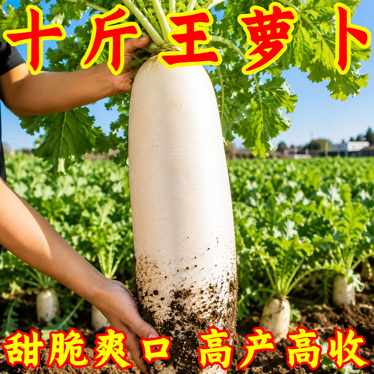 白萝卜种子10斤甜脆不空心
