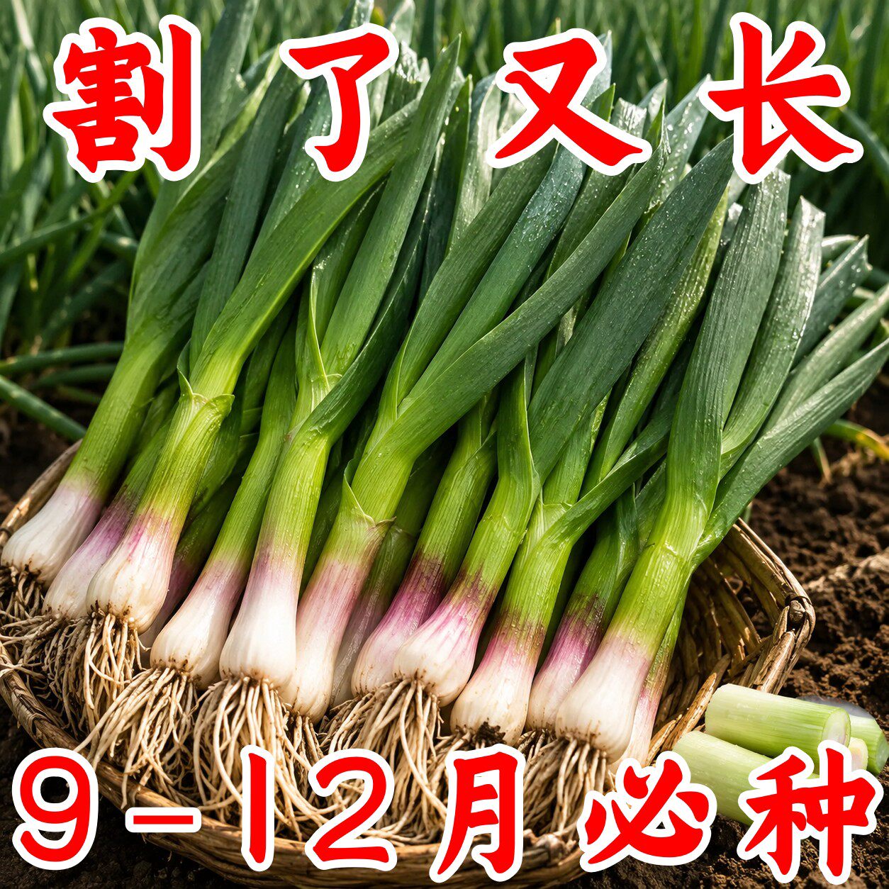 红根香蒜苗种子四季三茬可种