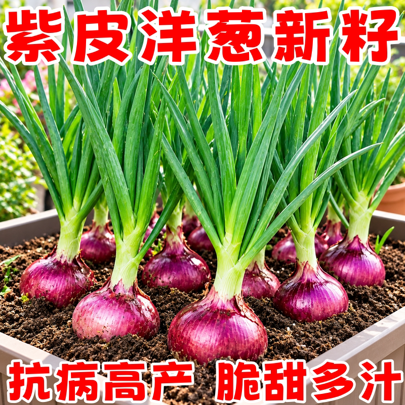 山东寿光水果洋葱苗带根耐寒