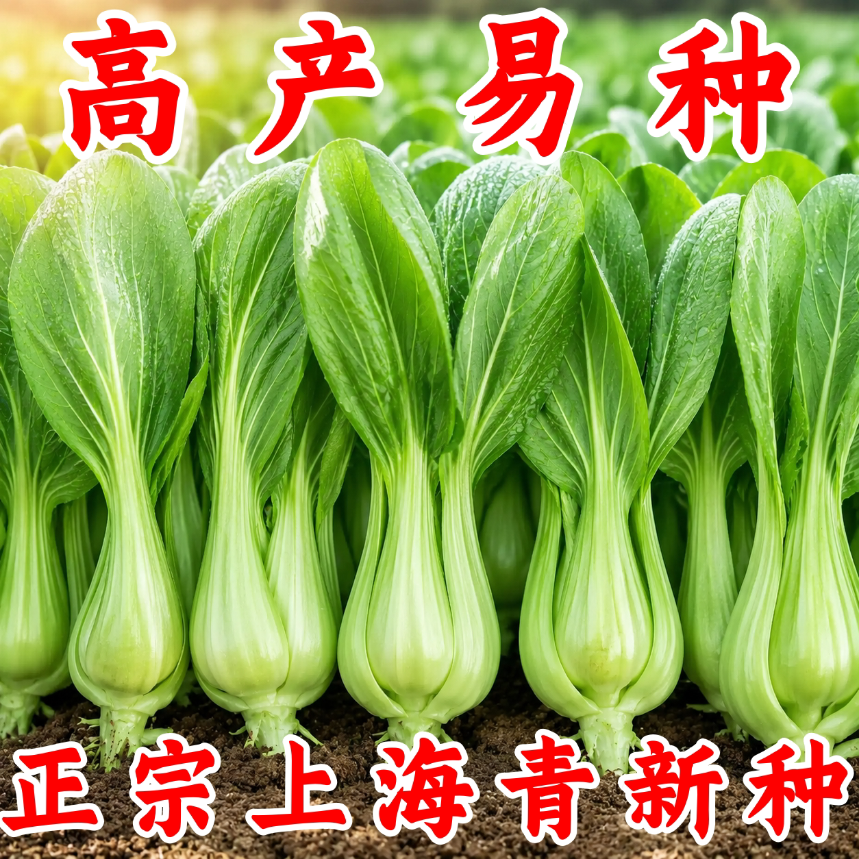上海青种子耐热老品种四季可播