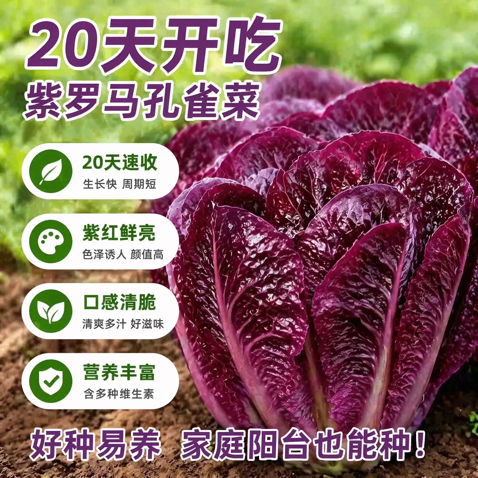 罗马直立紫孔雀菜种子甜脆多汁