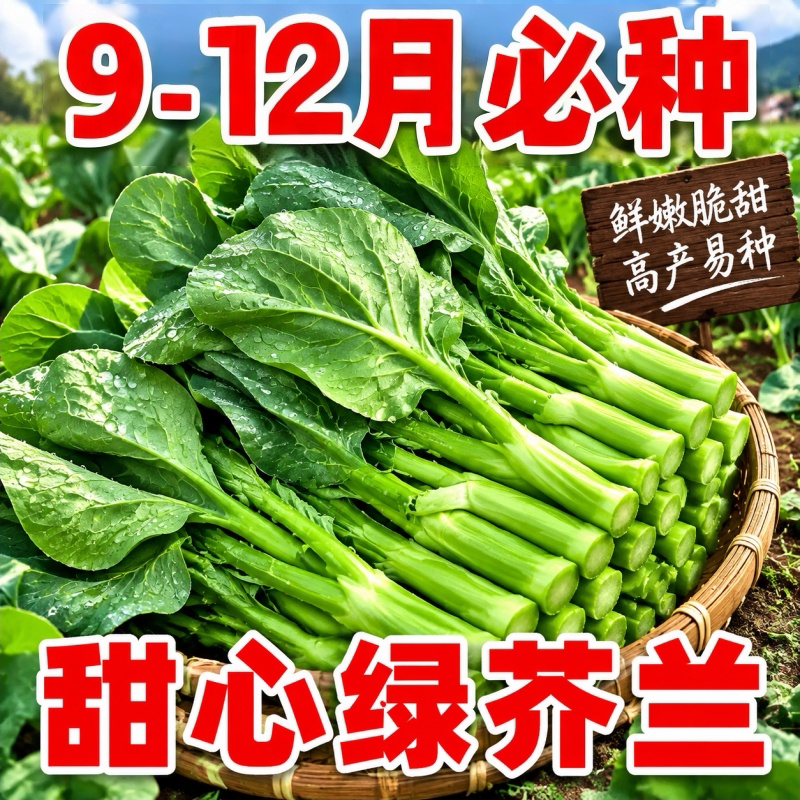 甜脆绿芥蓝菜种子四季阳台盆栽