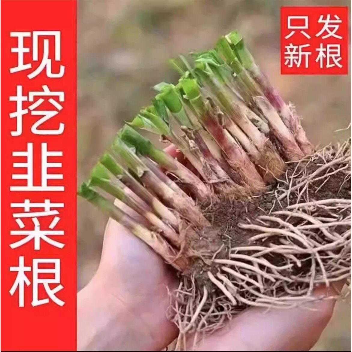 现挖头茬香小叶韭菜根苗老土品种紫红根细叶笨韭蔬菜苗阳台地栽种