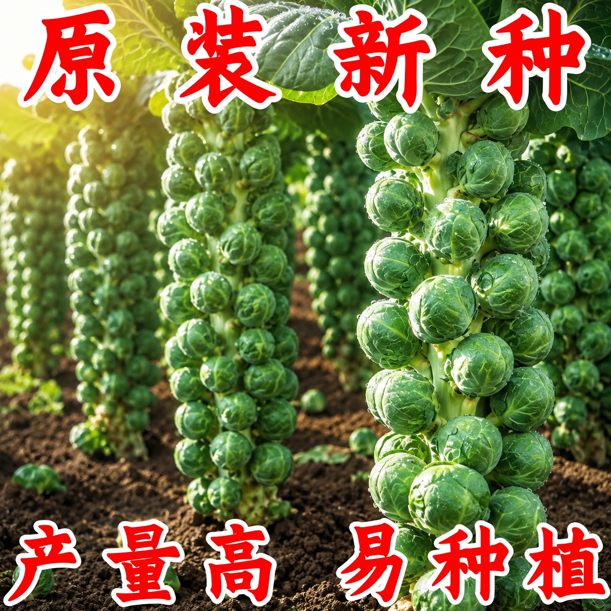 抱子甘蓝种子四季盆栽