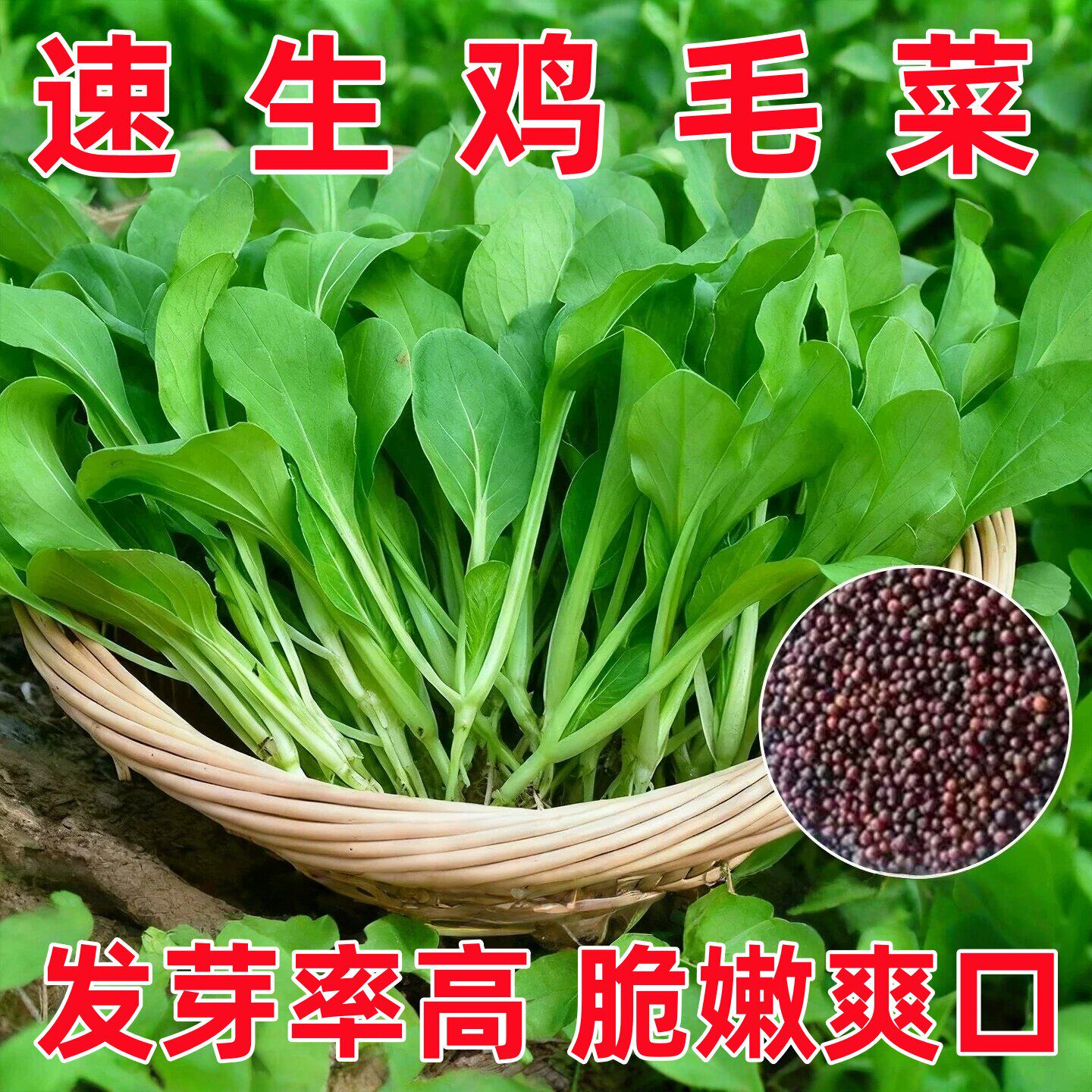 鸡毛菜小白菜种子四季播不生虫