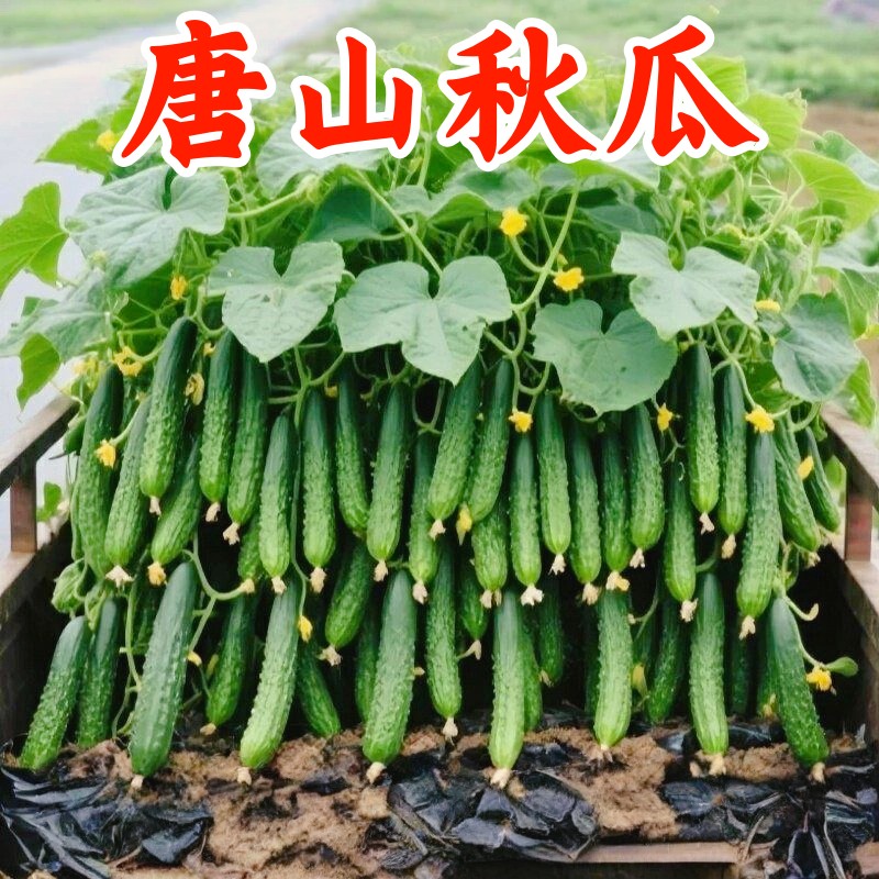 唐山秋瓜种子旱黄瓜种子可生吃高产易种耐热春秋播种水果黄瓜种子
