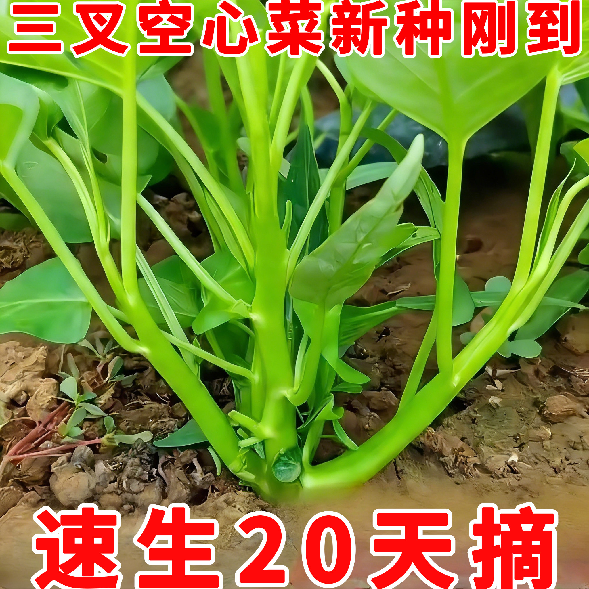 【今年新种】三叉空心菜种籽通心菜种子四季高产盆栽大叶青菜种子