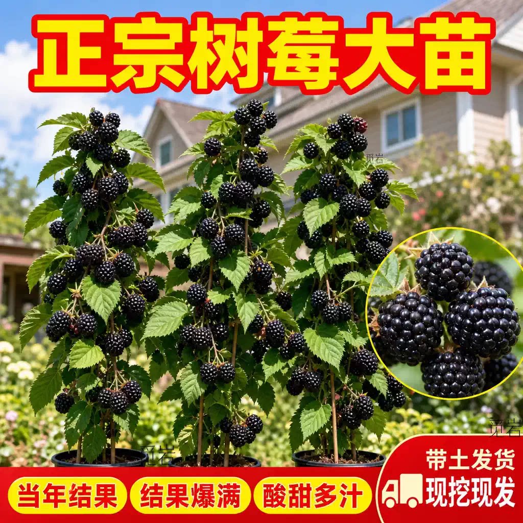 当年结果红树莓苗双季果南北可种