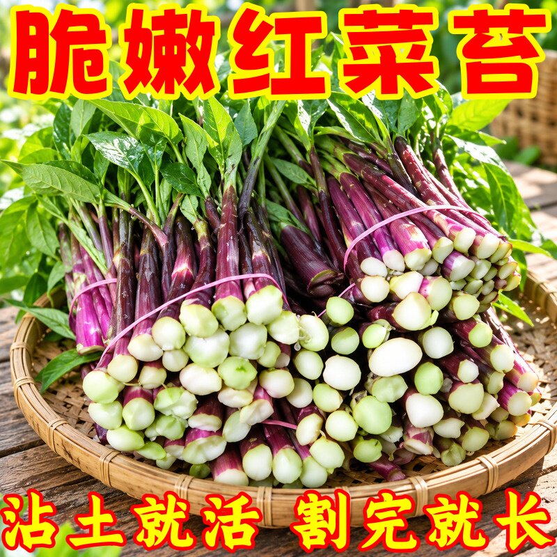 四季脆甜多汁红菜苔种子
