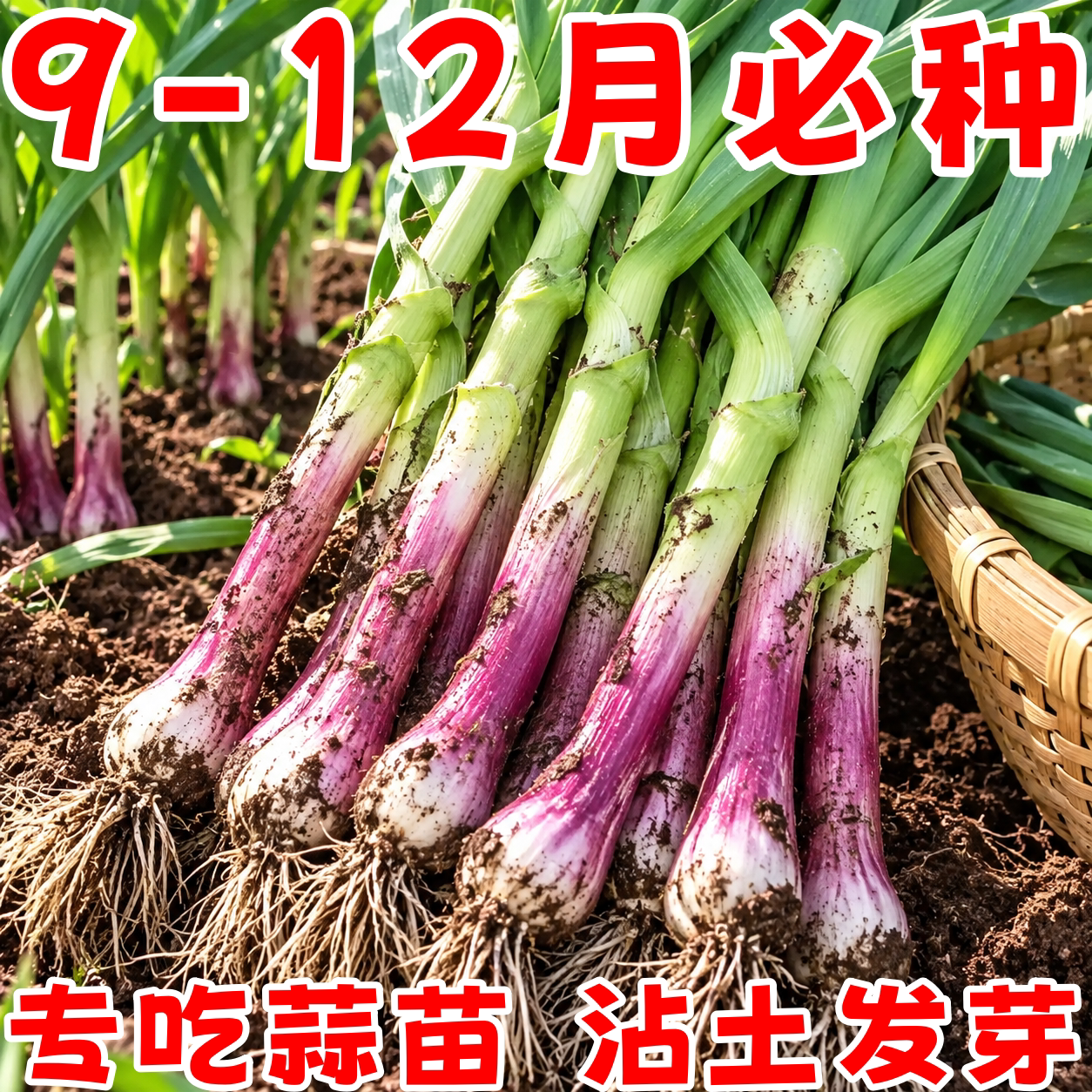 四季宽叶蒜苗种子耐热耐寒易种