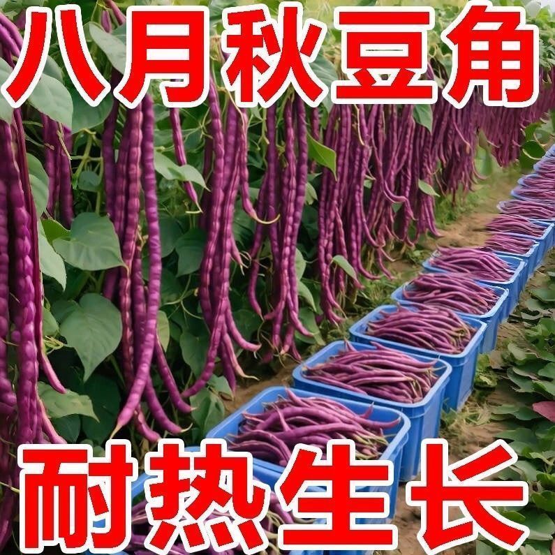 八月乌秋豆角种子春秋两用高产