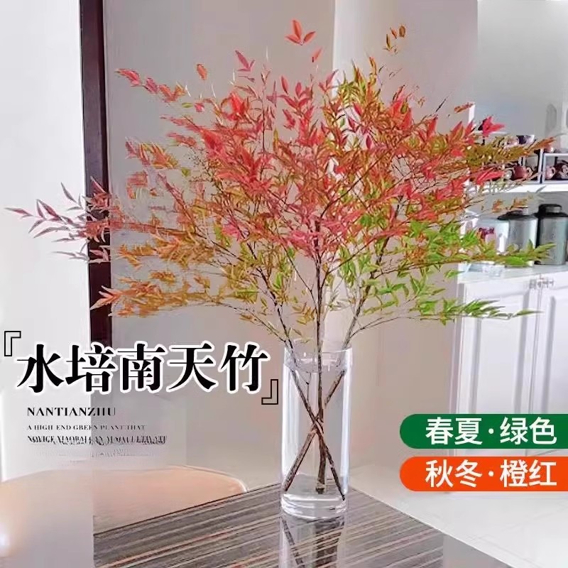 【南北方可越冬】南天竹苗盆栽水培火焰南天竹绿植室内老盆景庭院